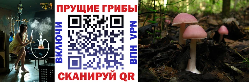 Купить закладки  Кремёнки  Псилоцибиновые грибы MAGIC MUSHROOMS 